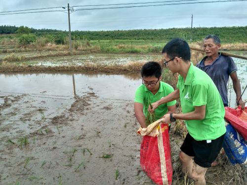 植保专业的王刚、李富东在李伯伯的指导下学习二晚抛秧作业